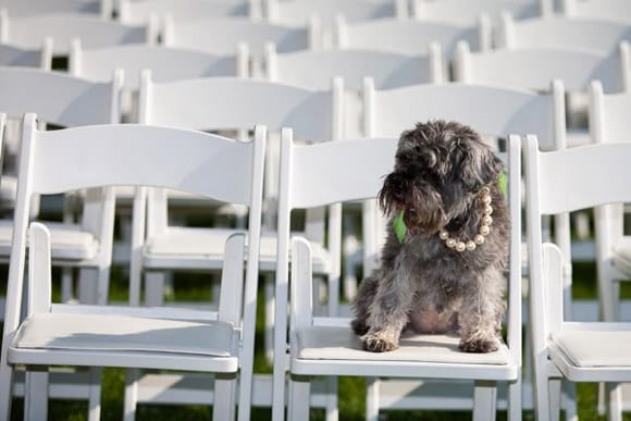 puppy-love-lola-darci-with-this-ring puppy-love-lola-darci-with-this-ring