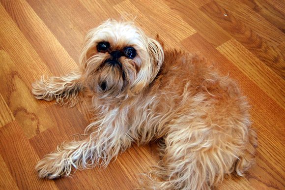 gus-ruby-letterpress-dog gus-ruby-letterpress-dog