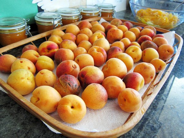 apricots