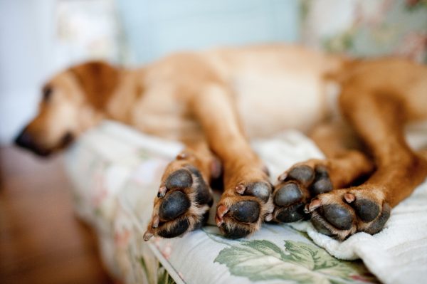 dog-feet
