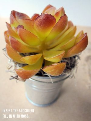 4-succulents-and-moss