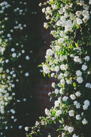 climbing-white-flowers