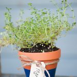 DIY Potted Herb Favors
