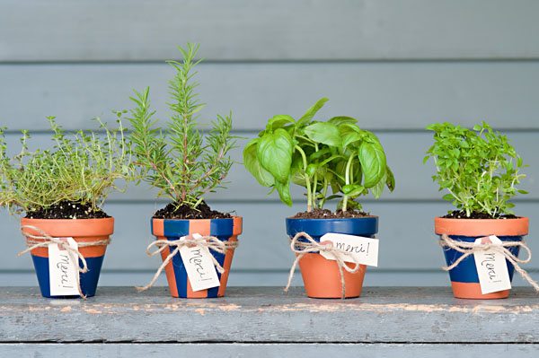 Potted Herb Favors