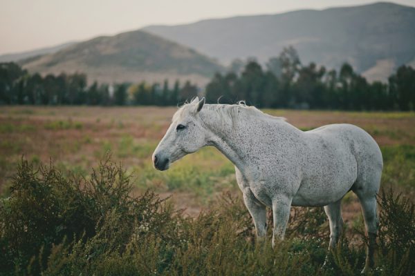 Glaser_Jorgensen_wildwhim_design__photography_G887_low